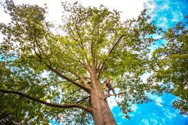 Seasonal Cleanup (Spring/Fall) in Windber, PA